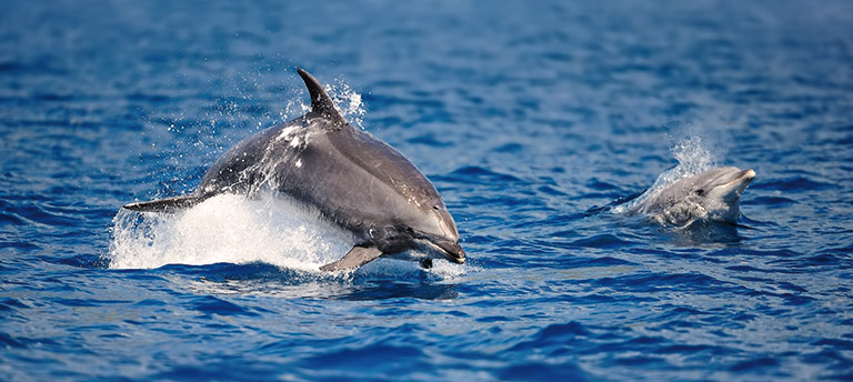 A pair of bottlenose dolphins